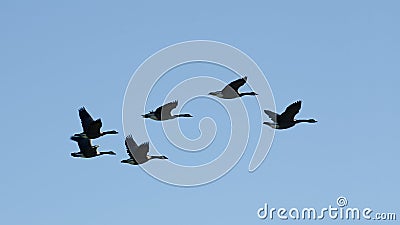 Birds in flight