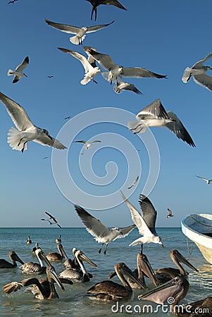 Birds flying over a fisherman s boat at Holbox island