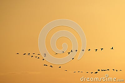 Birds Flying In A V Formation