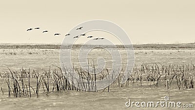 Birds flying - vintage black and white style