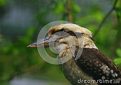 Birds Laughing Kookaburra