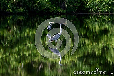 Birds in the mangrove