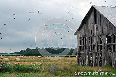 Birds on Old Barn Field