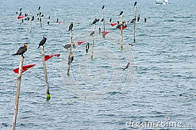 Birds perched on nets into the sea