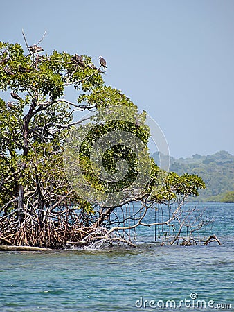 Birds in mangrove