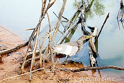 Birds trapped by hunters