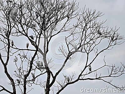 Birds in a tree and a light blue sky