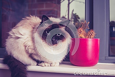 Birman cat sitting on window sill with cactus