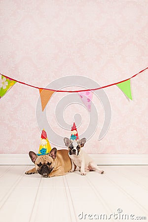 Birthday dogs