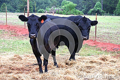 Black Angus Bull and Cow