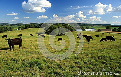 Black angus cattle in pasture