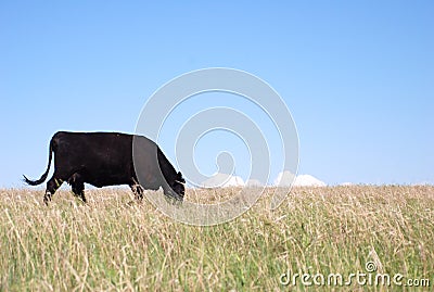 Black Angus Cow Eating Grass