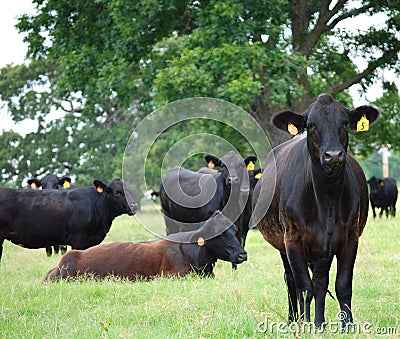 Black Anugs Cattle Standing and One Sitting