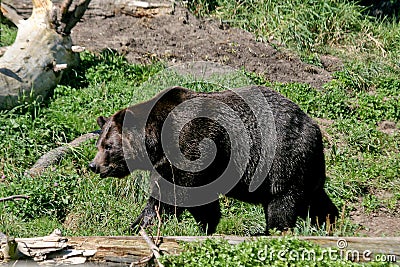 Black bear