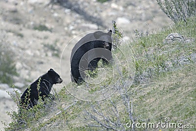 Black bear.