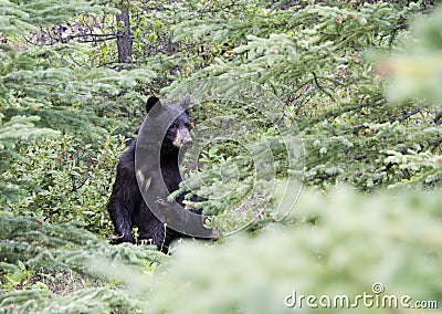 Black bear