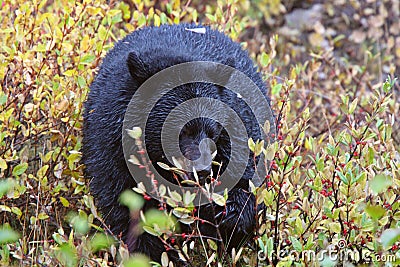 Black Bear along British Columbia highway