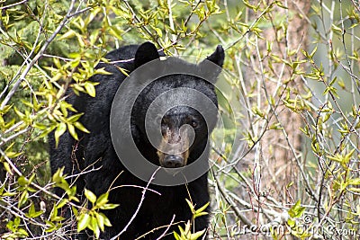 Black bear amongst bushes