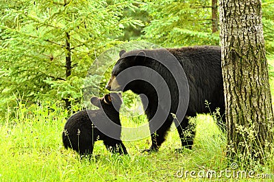 Black Bear and baby playing.