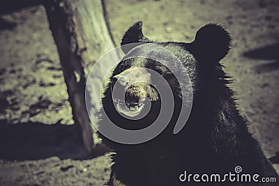 Black bear, big mammal, zoo scene