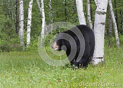 Black Bear in Birch Trees