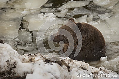 A black bear brown grizzly portrait in the snow while swimming in the ice