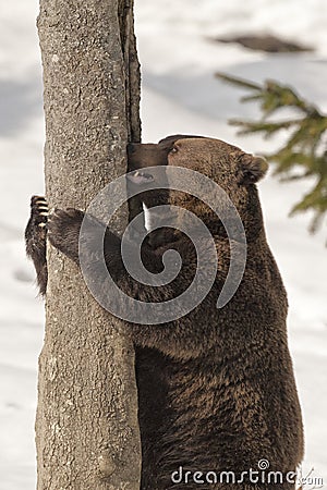 A black bear brown grizzly in the snow background