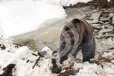 Black bear brown grizzly in winter