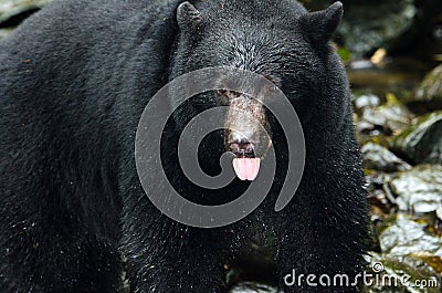 Black Bear Closeup, British Columbia, Canada