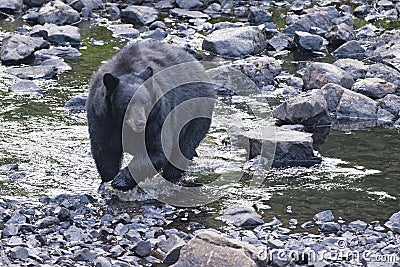 Black Bear while crossing the river