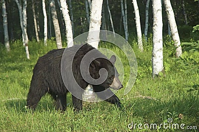 Black bear cub