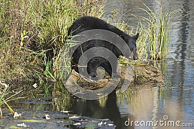 Black bear cub