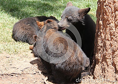 Black Bear Cubs Playing