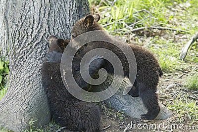 Black bear cubs playing