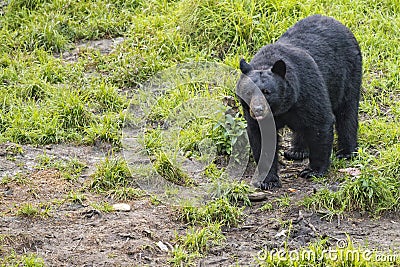 A black bear while eating a donut