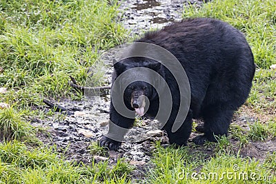 Black Bear while eating