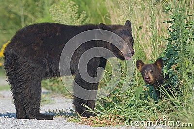 Black bear mother with cub. Alligator River NWR