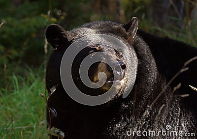 Black bear portrait