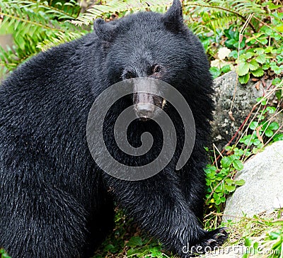 Black Bear Portrait,Vancouver Island, Canada