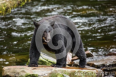 Black Bear