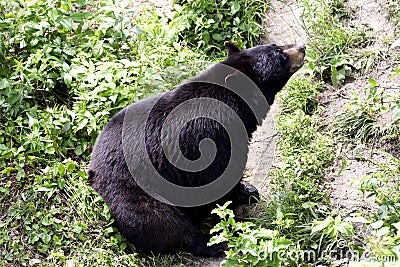 Black bear