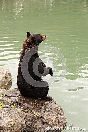 Black bear sitting up side view