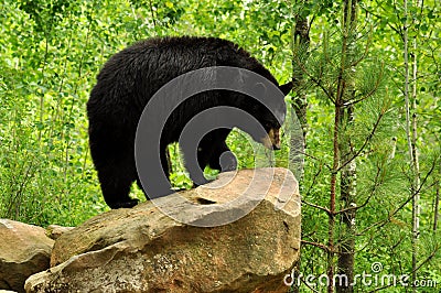 Black bear standing on a rock.