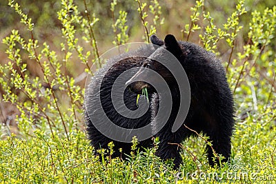 Black Bear