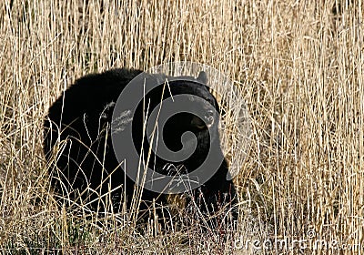 Black Bear in tan grass