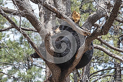 Black Bear In A Tree