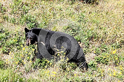 Black bear walking