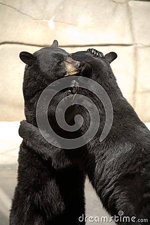 Black bears hugging