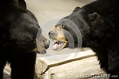 Black bears kissing