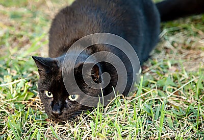 Black Brown Cat with Yellow Eyes Pouncing while Hunting